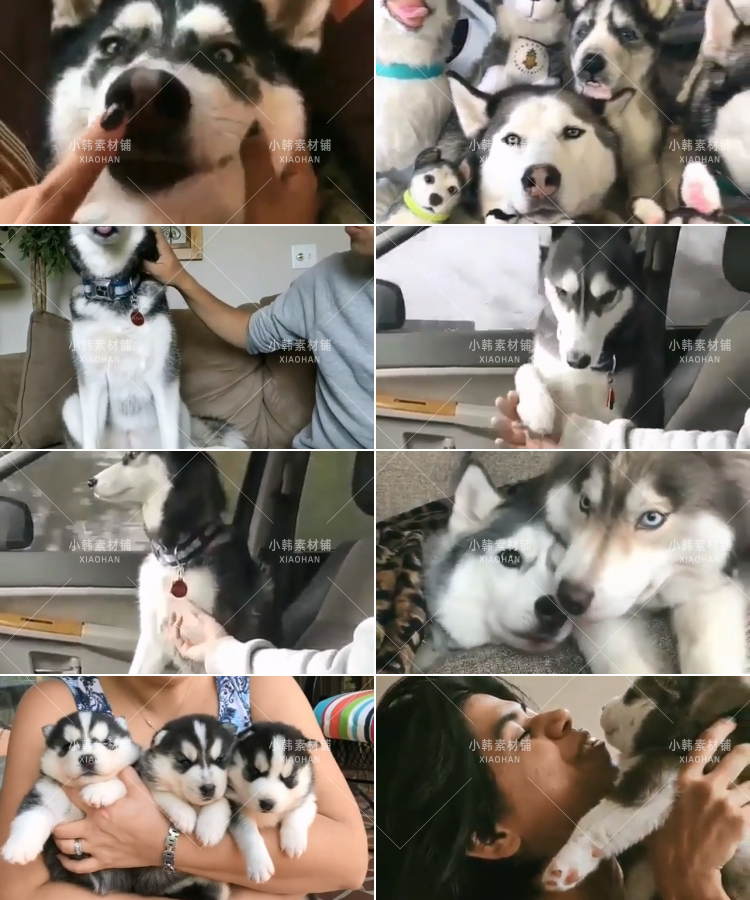 搞笑幽默动物宠物萌宠短视频设计素材可爱猫咪狗狗爆笑呆萌高清