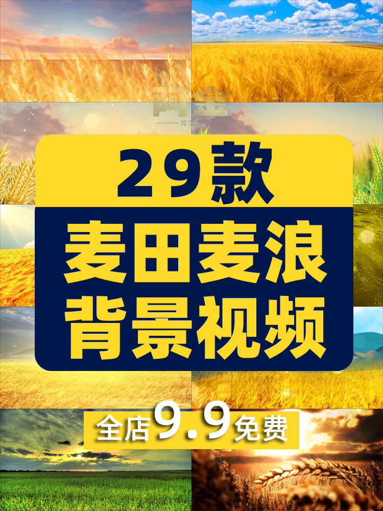 金色麦田麦穗麦浪秋天丰收屏幕舞台动感LED高清视频场景背景素材