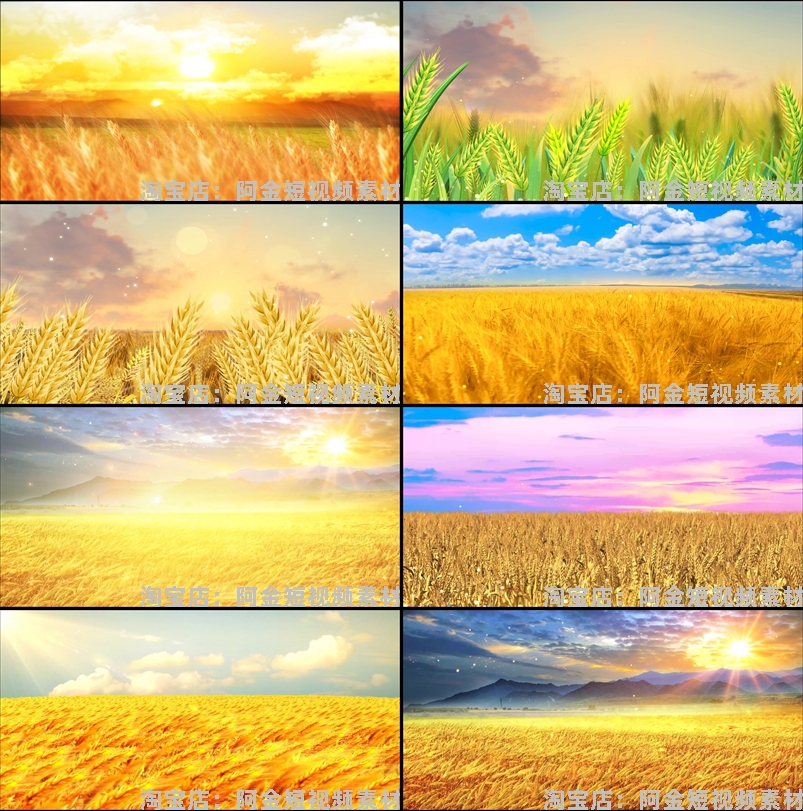 金色麦田麦穗麦浪秋天丰收屏幕舞台动感LED高清视频场景背景素材