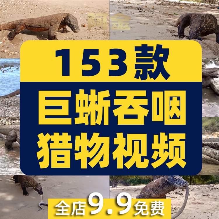 国外科莫多巨蜥吞咽猎物动物猎奇捕猎视频自媒体高清实拍素材剪辑