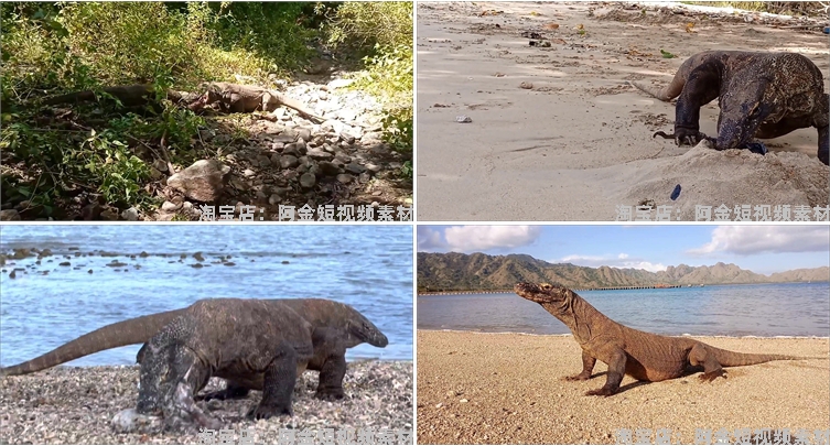 国外科莫多巨蜥吞咽猎物动物猎奇捕猎视频自媒体高清实拍素材剪辑