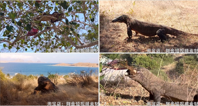 国外科莫多巨蜥吞咽猎物动物猎奇捕猎视频自媒体高清实拍素材剪辑