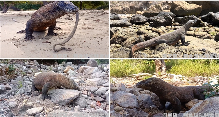 国外科莫多巨蜥吞咽猎物动物猎奇捕猎视频自媒体高清实拍素材剪辑