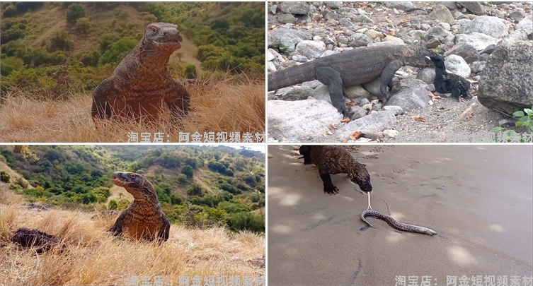 国外科莫多巨蜥吞咽猎物动物猎奇捕猎视频自媒体高清实拍素材剪辑