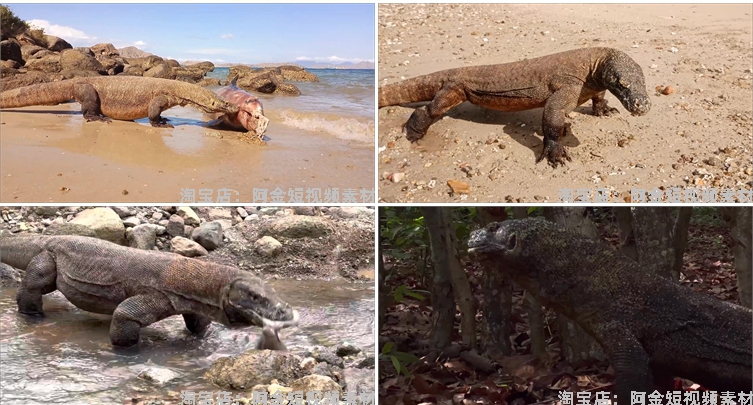 国外科莫多巨蜥吞咽猎物动物猎奇捕猎视频自媒体高清实拍素材剪辑