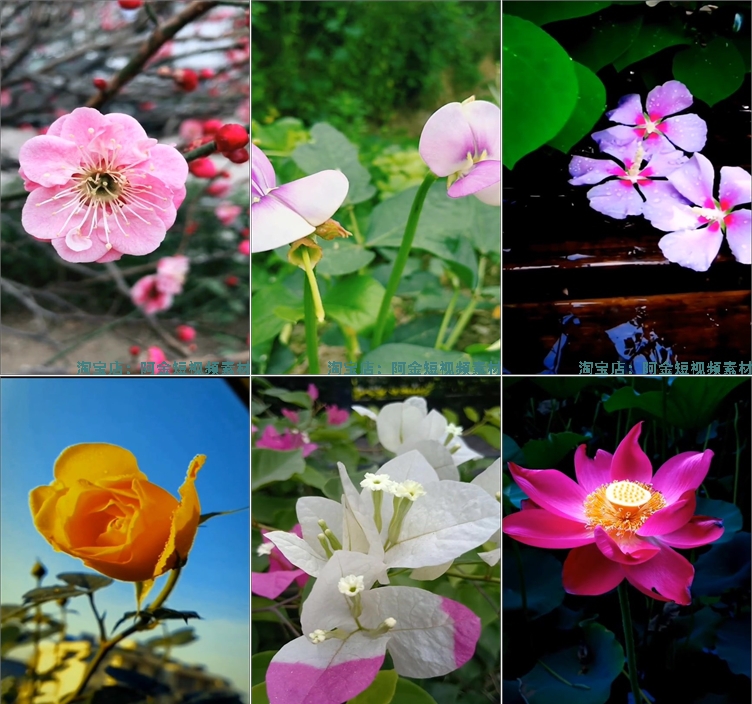 竖屏花朵花卉花开风景素材高清旅游自然唯美治愈系短视频背景剪辑