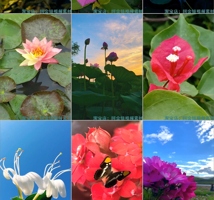 竖屏花朵花卉花开风景素材高清旅游自然唯美治愈系短视频背景剪辑