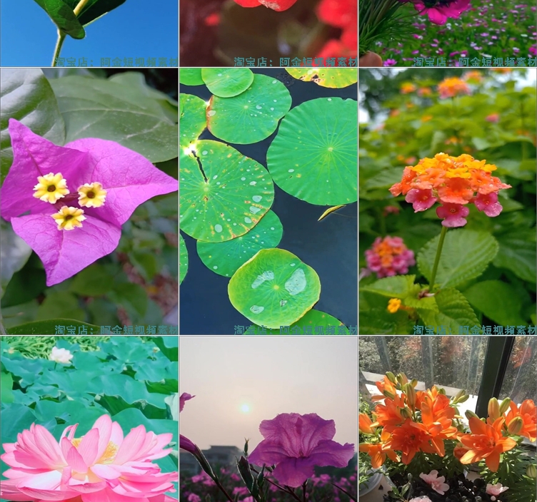 竖屏花朵花卉花开风景素材高清旅游自然唯美治愈系短视频背景剪辑