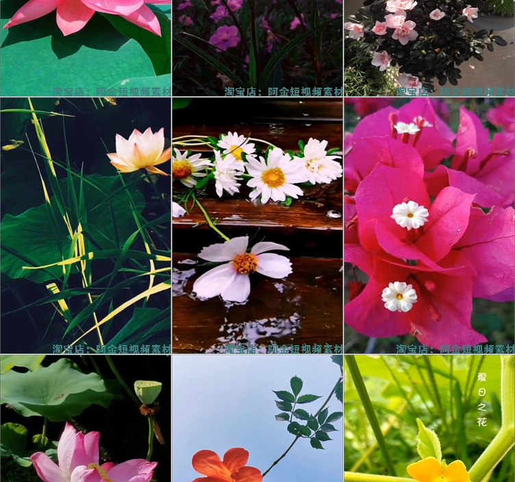 竖屏花朵花卉花开风景素材高清旅游自然唯美治愈系短视频背景剪辑