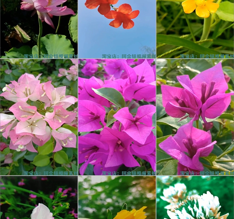 竖屏花朵花卉花开风景素材高清旅游自然唯美治愈系短视频背景剪辑