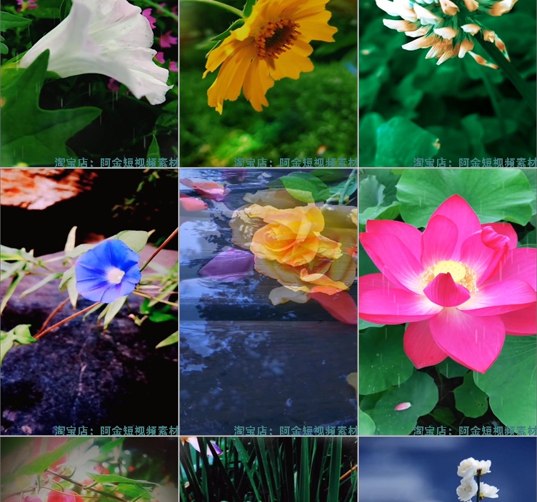 竖屏花朵花卉花开风景素材高清旅游自然唯美治愈系短视频背景剪辑