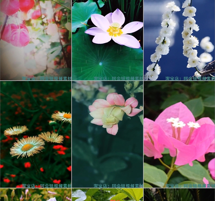 竖屏花朵花卉花开风景素材高清旅游自然唯美治愈系短视频背景剪辑