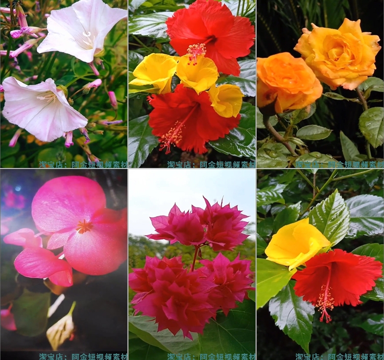 竖屏花朵花卉花开风景素材高清旅游自然唯美治愈系短视频背景剪辑