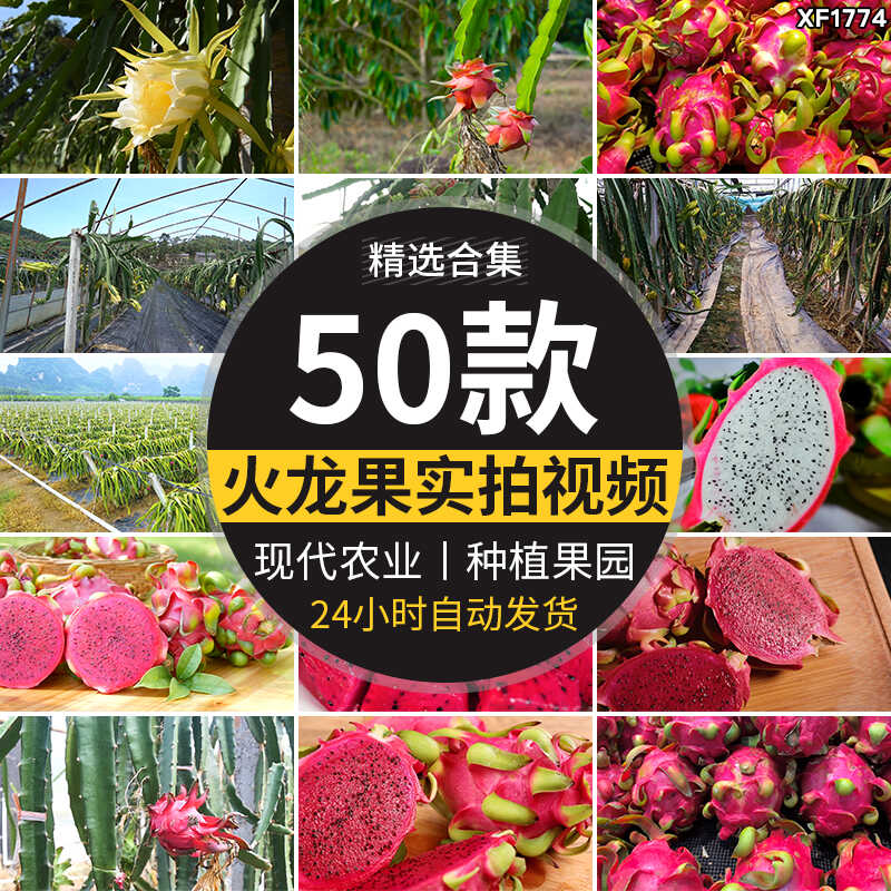 火龙果花朵农业种植园红心果肉火龙果树果实热带水果实拍视频素材