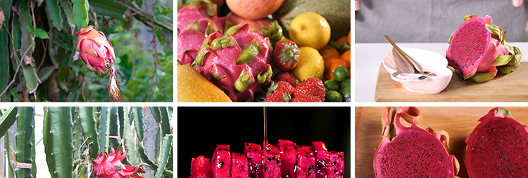 火龙果花朵农业种植园红心果肉火龙果树果实热带水果实拍视频素材