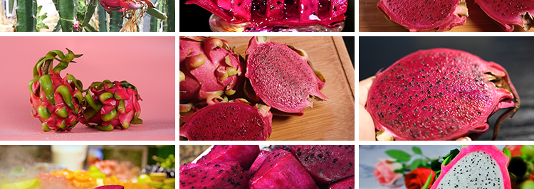 火龙果花朵农业种植园红心果肉火龙果树果实热带水果实拍视频素材