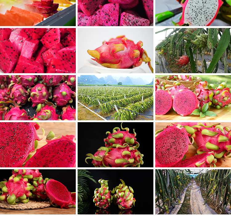 火龙果花朵农业种植园红心果肉火龙果树果实热带水果实拍视频素材