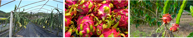 火龙果花朵农业种植园红心果肉火龙果树果实热带水果实拍视频素材