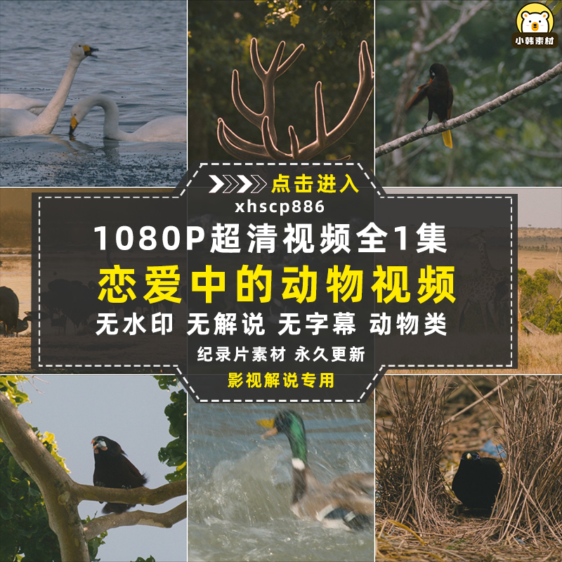 生命探索纪录片恋爱中的动物们中视频自媒体解说高清剪辑视频素材