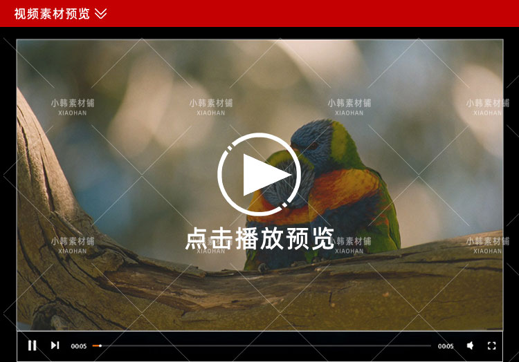 生命探索纪录片恋爱中的动物们中视频自媒体解说高清剪辑视频素材