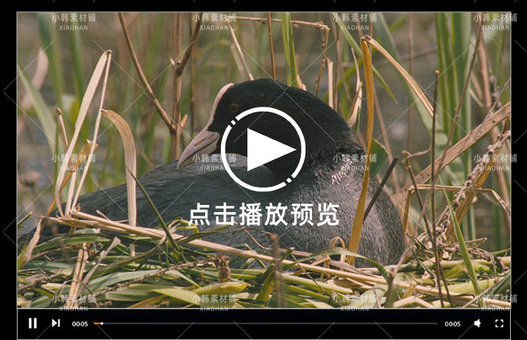 生命探索纪录片恋爱中的动物们中视频自媒体解说高清剪辑视频素材