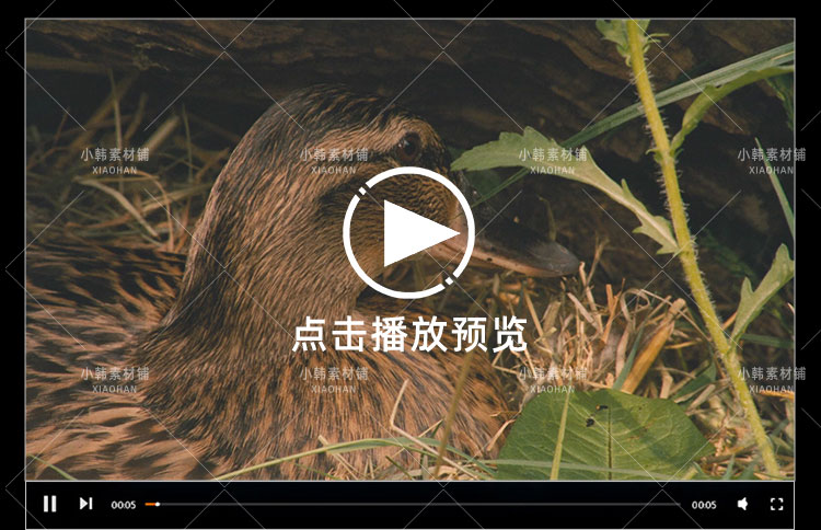 生命探索纪录片恋爱中的动物们中视频自媒体解说高清剪辑视频素材