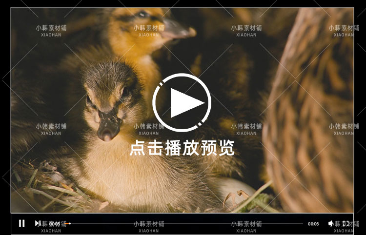 生命探索纪录片恋爱中的动物们中视频自媒体解说高清剪辑视频素材