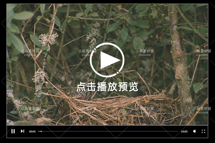 生命探索纪录片恋爱中的动物们中视频自媒体解说高清剪辑视频素材