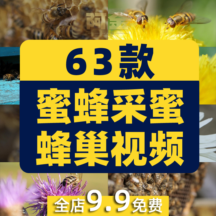 蜜蜂采蜜蜂巢养殖养蜂业花朵花粉采花蜜特写视频高清实拍素材剪辑