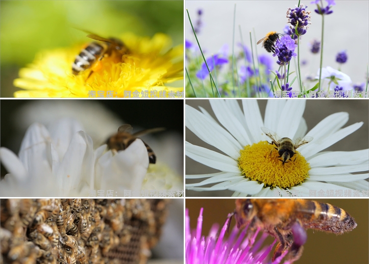 蜜蜂采蜜蜂巢养殖养蜂业花朵花粉采花蜜特写视频高清实拍素材剪辑