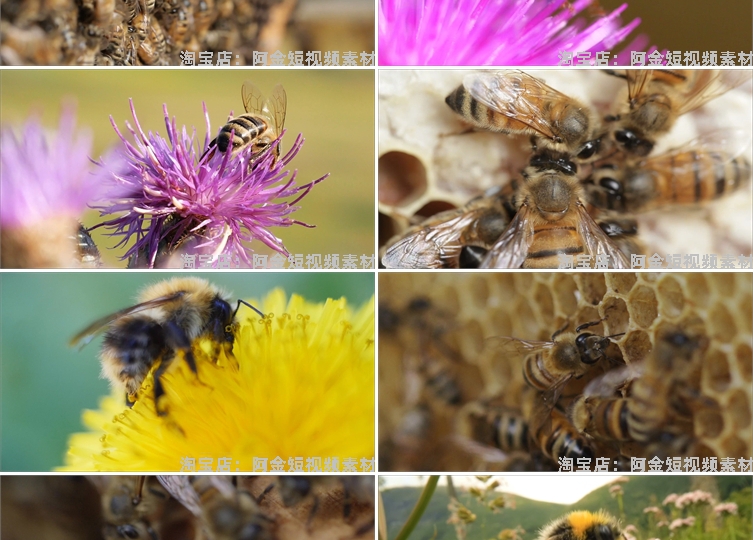 蜜蜂采蜜蜂巢养殖养蜂业花朵花粉采花蜜特写视频高清实拍素材剪辑