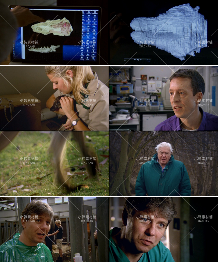 BBC生物进化纪录片《动物的崛起》中视频自媒体解说高清视频素材