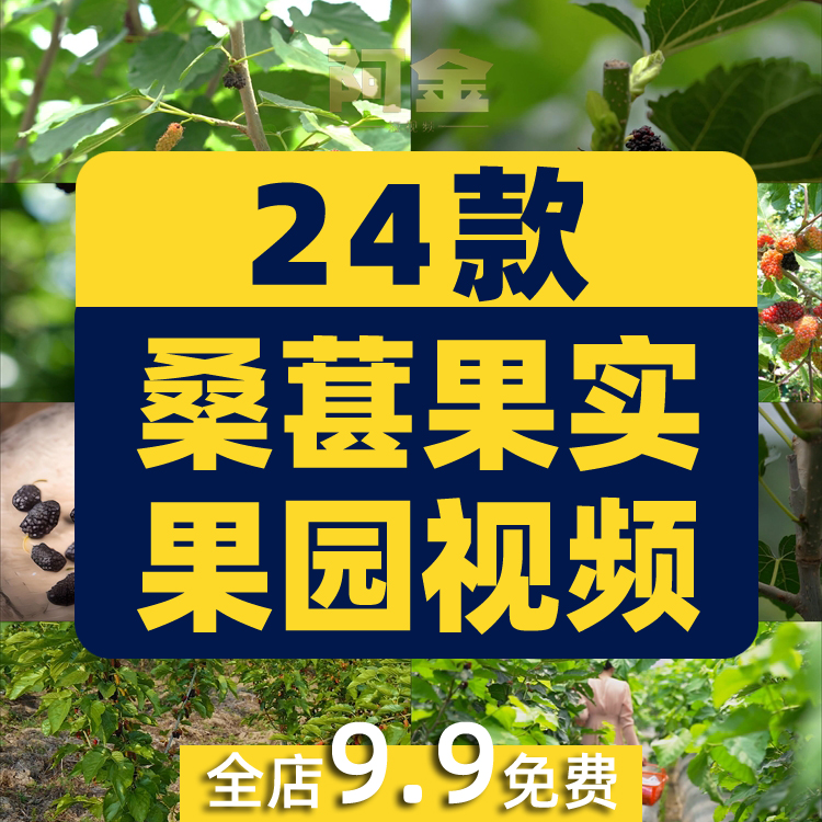 桑葚桑树果实果园农产采摘水果抖音短视频自媒体高清实拍素材剪辑