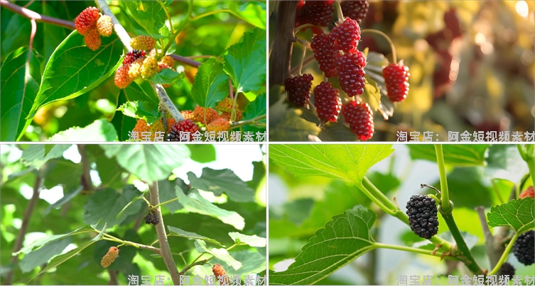 桑葚桑树果实果园农产采摘水果抖音短视频自媒体高清实拍素材剪辑