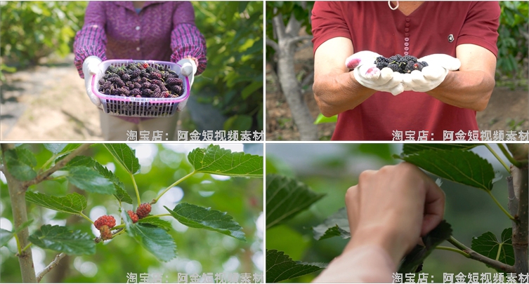 桑葚桑树果实果园农产采摘水果抖音短视频自媒体高清实拍素材剪辑