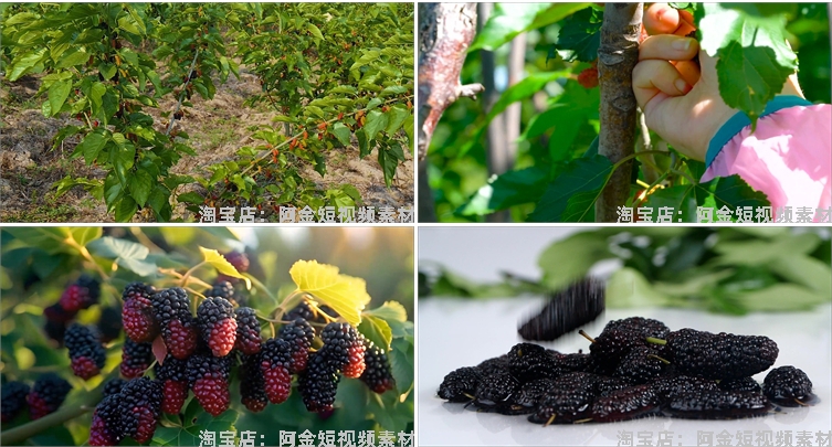 桑葚桑树果实果园农产采摘水果抖音短视频自媒体高清实拍素材剪辑