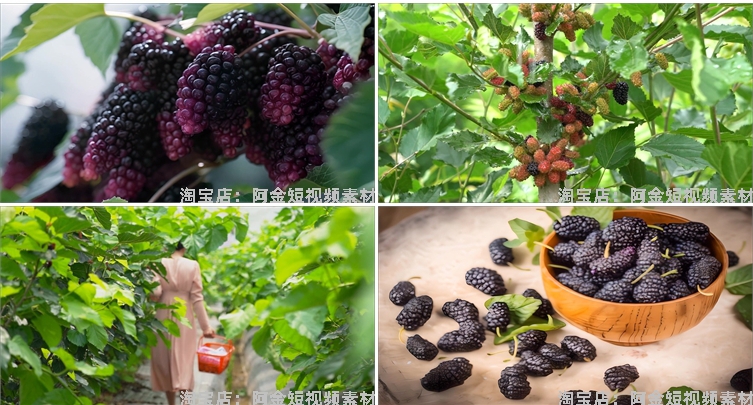 桑葚桑树果实果园农产采摘水果抖音短视频自媒体高清实拍素材剪辑