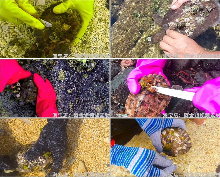 手工清理刮藤壶高清横屏国外自媒体解压视频中长小说推文素材引流