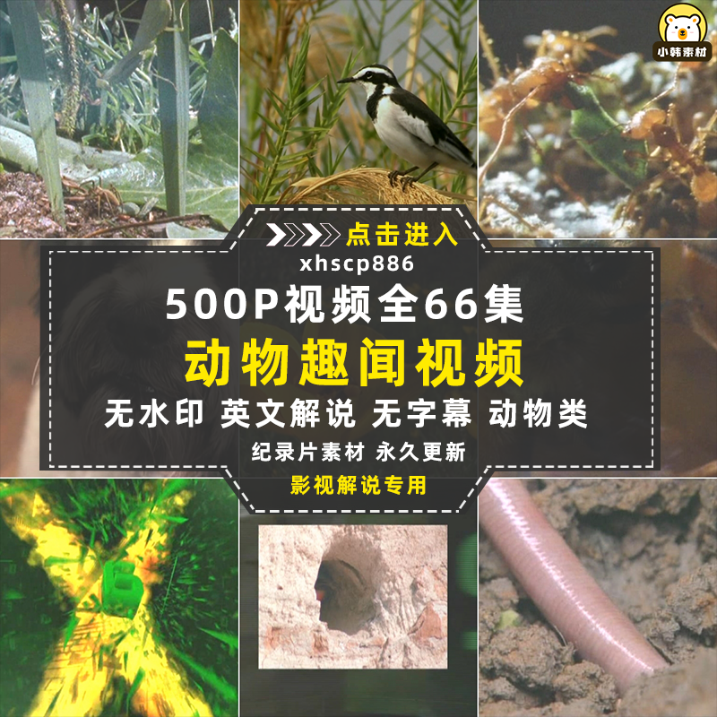 新西兰野生动物纪录片动物趣闻之最中视频自媒体解说高清视频素材