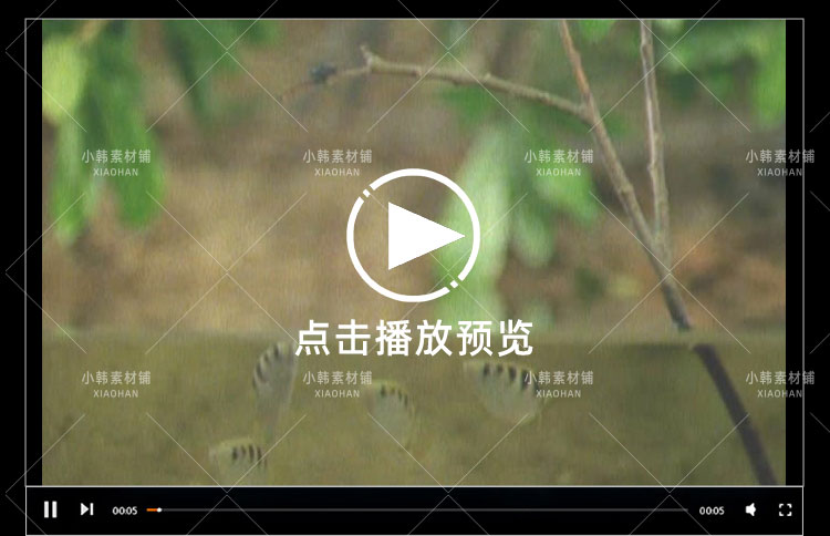 新西兰野生动物纪录片动物趣闻之最中视频自媒体解说高清视频素材