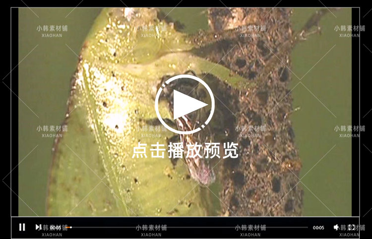 新西兰野生动物纪录片动物趣闻之最中视频自媒体解说高清视频素材