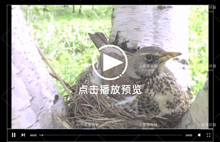 新西兰野生动物纪录片动物趣闻之最中视频自媒体解说高清视频素材