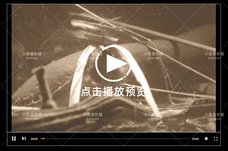 新西兰野生动物纪录片动物趣闻之最中视频自媒体解说高清视频素材