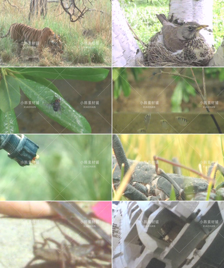 新西兰野生动物纪录片动物趣闻之最中视频自媒体解说高清视频素材