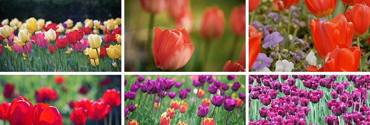 郁金香特写鲜花春天春季鲜艳花朵盛开田园春暖花开实拍短视频素材