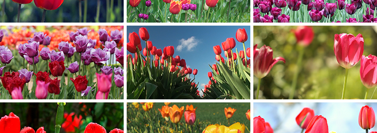 郁金香特写鲜花春天春季鲜艳花朵盛开田园春暖花开实拍短视频素材