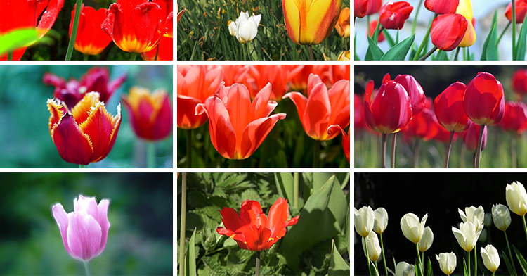 郁金香特写鲜花春天春季鲜艳花朵盛开田园春暖花开实拍短视频素材