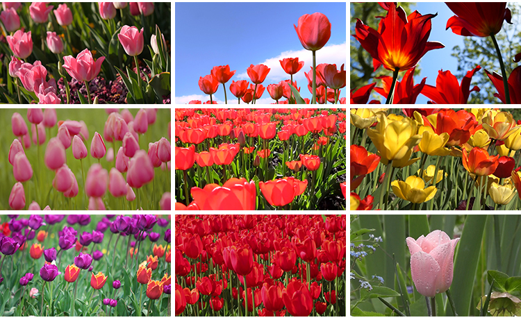郁金香特写鲜花春天春季鲜艳花朵盛开田园春暖花开实拍短视频素材