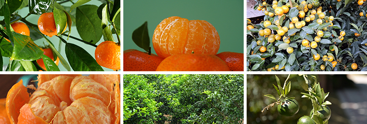 橘子桔子树上果子果实橘子园果园蜜桔子金桔新鲜水果实拍视频素材