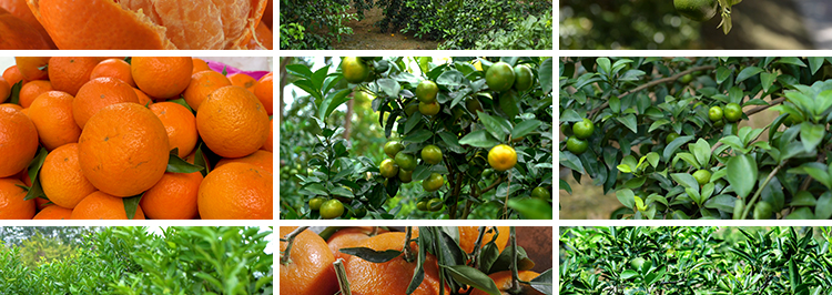 橘子桔子树上果子果实橘子园果园蜜桔子金桔新鲜水果实拍视频素材